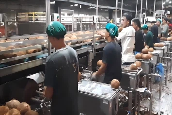 Drilling Vs. Cutting in Industrial Coconut Water Extraction: Engineering Choi...