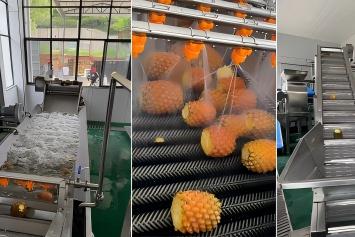 How To Plan A Pineapple Processing Line For Juice, Puree, And Bulk Ingredients