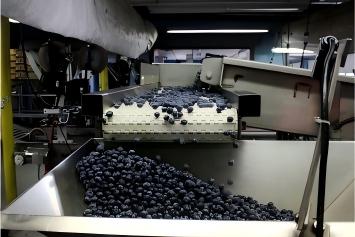 How To Plan A Berry Puree Processing Line For Strawberries, Blueberries And Similar Fruit